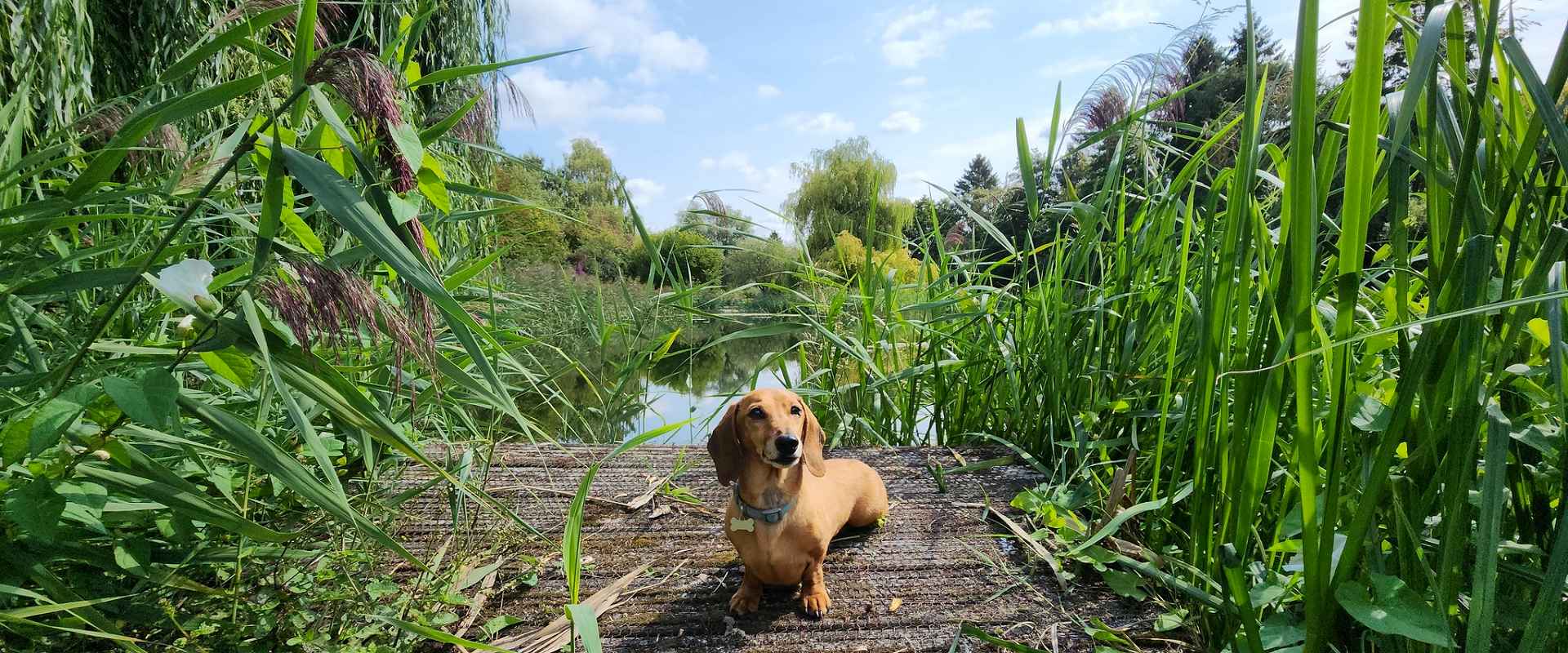 dog friendly holiday lodges in Pewsey