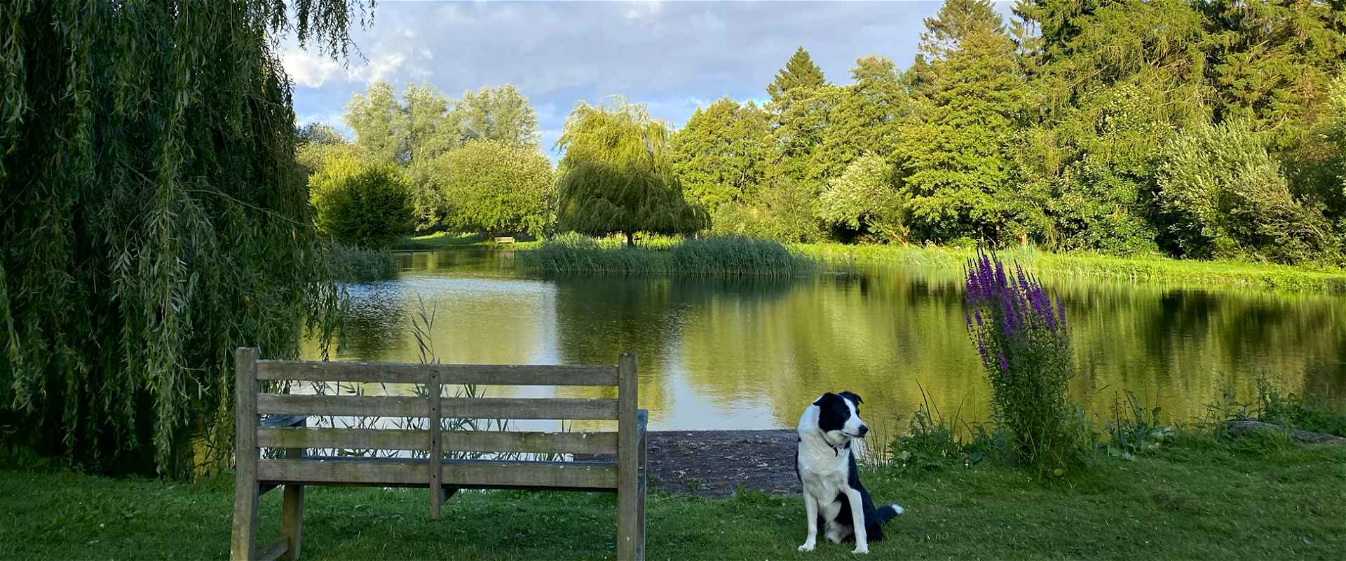 dog friendly holiday lodges in Pewsey