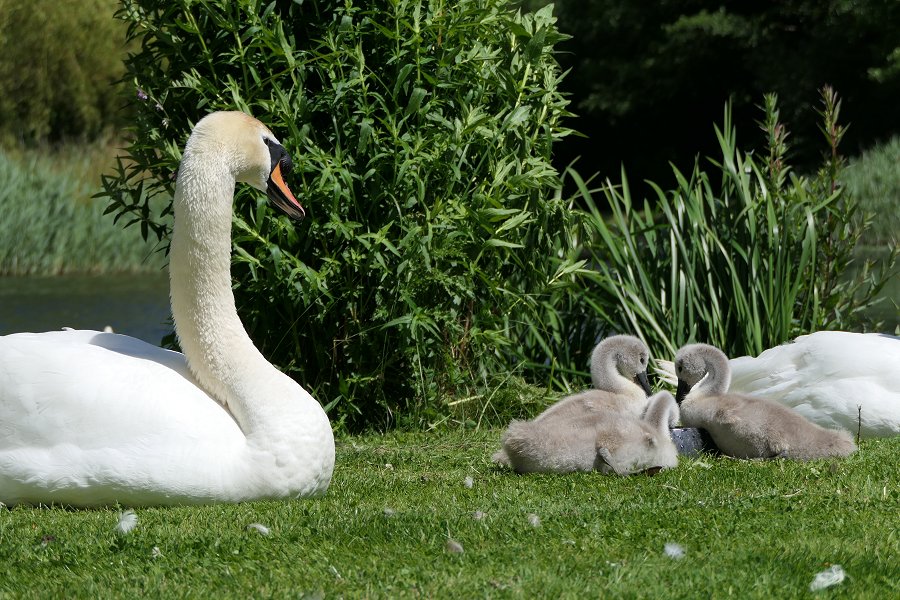 Holidays in Wiltshire - Wildlife